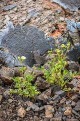 Rock Textures at Craters of the Moon National Monument and Preserve in Idaho