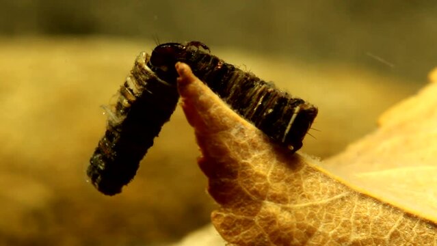 Two Caddisfly larvae (Brachycentrus sp.) in a territorial dispute, close-up view, and one exits its case to fend off the attacker