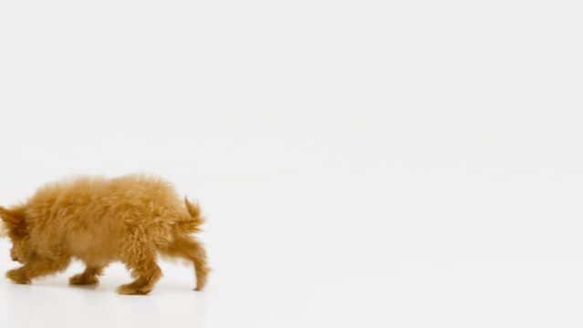 Cute little cockapoo puppy eating in studio isolated on white background shot in 4k
