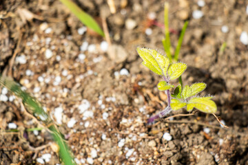 Seedlings in garden