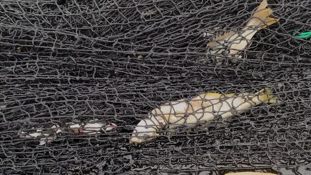 black fishing net closeup with dead fish in it.  impact of commercial fishing on marine life, overfishing, and pollution