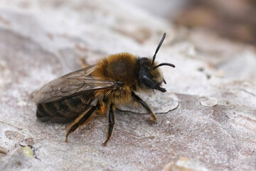 Closeup on a female Early cellophane solitary bee, Colletes cunicularius sitting on wood