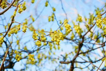 黄色いトサミズキの花	