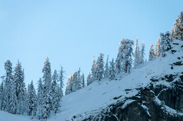 Obraz premium Telephoto shot of a group of trees catching the first sunlight of the new year in Yosemite national park, on an early morning winter afternoon.