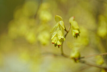 黄色いトサミズキの花	