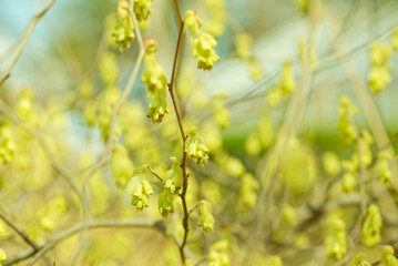 黄色いトサミズキの花	