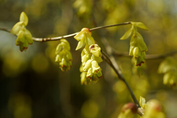 黄色いトサミズキの花	