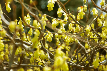 黄色いトサミズキの花	