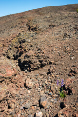 Sparse Landscape of Craters of the Moon National Monument and Preserve in Idaho