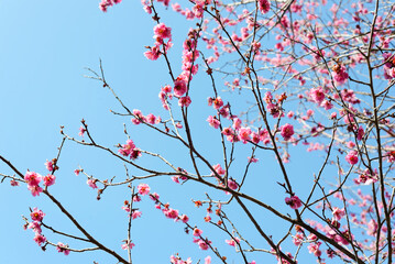 赤い梅の花