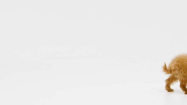 Cute little cockapoo puppy eating in studio isolated on white background shot in 4k