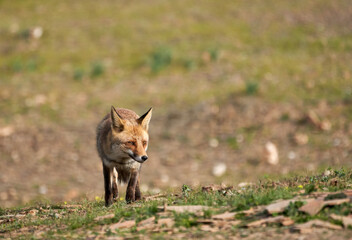 Beautiful portrait of a common fox perched on the grass and stones in the forest of the natural park of sierra morena looking for food, in andalucia, spain