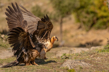 Pair of adult and juvenile Bearded Vultures with open wings perched