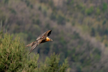 Adult Bearded Vulture flying with open brown wings