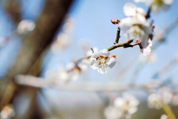 白い梅の花