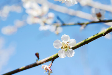 白い梅の花