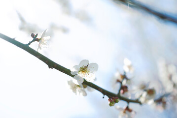 白い梅の花