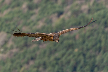 Young Bearded Vulture flying with open brown wings