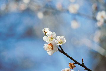 白い梅の花