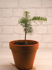 Small fir tree growing in a pot, reforestation or cultivation concept, natural carbon dioxide...