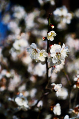 白い梅の花