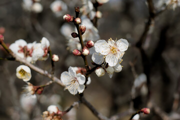 白い梅の花