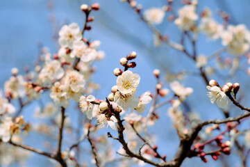 白い梅の花