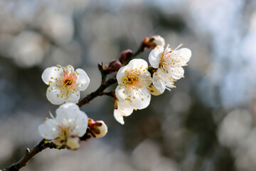 白い梅の花
