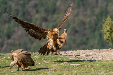 Adult Bearded Vulture landing on the ground amongst vultures