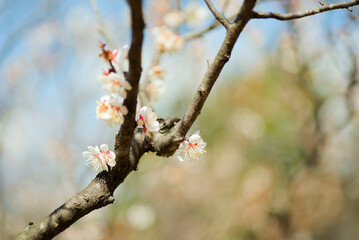 白い梅の花