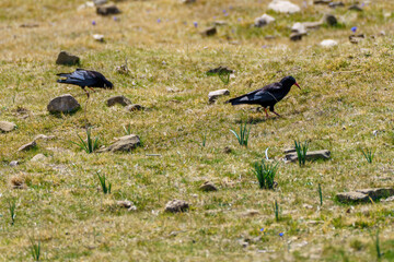 Crows perched on the grass with stones in springtime