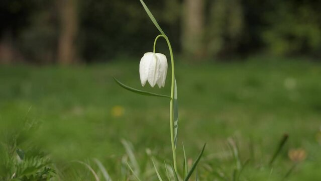 White Lapwing flower in bloom stintse plant