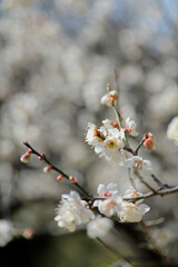 白い梅の花