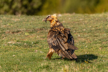 Adult bearded vulture perched on the grassy ground