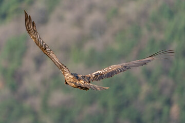 Young Bearded Vulture flying through the sky with brown plumage