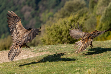 Pair of bearded vultures flying close to the ground together