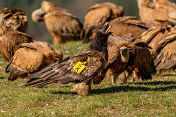 Young Bearded Vulture swallowing bone among griffon vultures