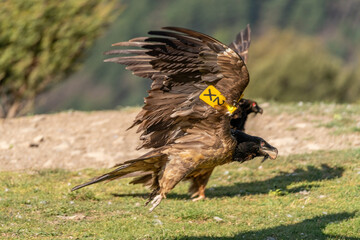 Young Bearded Vulture initiating flight with a bone in its beak