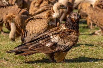 Young Bearded Vulture perched on the ground among griffon vultures