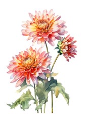 Watercolor illustration of dahlia flowers isolated on white background. Generative AI.