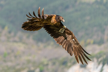 Young Bearded Vulture marked flying head on