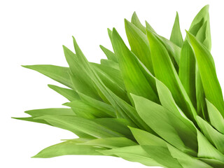 Ramson wild garlic isolated on white background