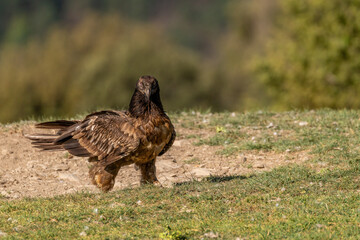 Young Bearded Vulture perched on the ground