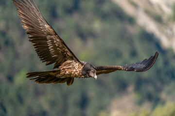 Young bearded vulture flying and looking at the ground