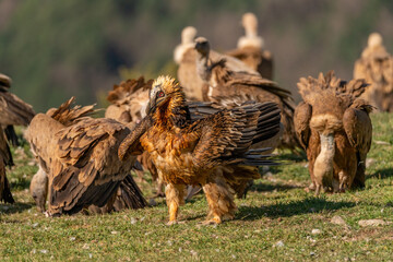 Adult bearded vulture walking among griffon vultures looking for food