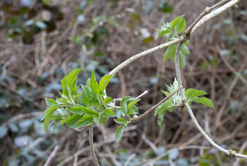 junge Holundertriebe im Frühjahr