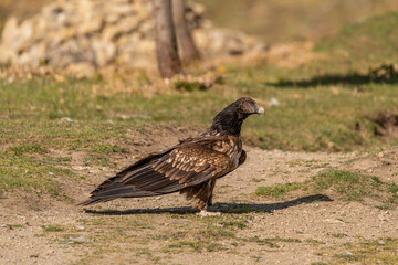 Young Bearded Vulture perched on the ground