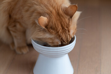 キャットフードを食べる猫　茶トラ猫