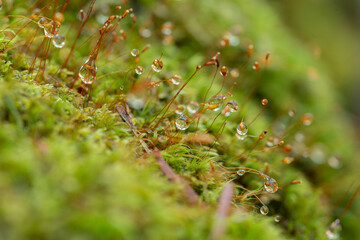 コケについた水滴をマクロレンズで撮影