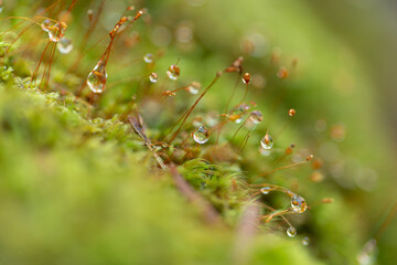 コケについた水滴をマクロレンズで撮影